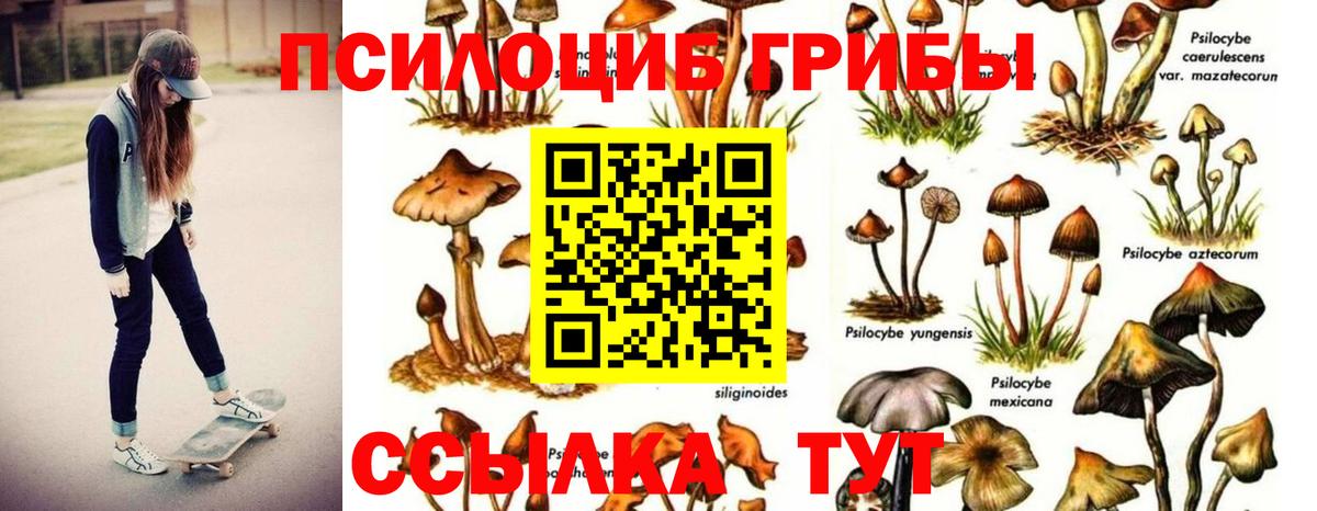 Псилоцибиновые грибы Psilocybe Бутурлиновка